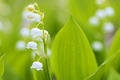 《春草传》18分钟游戏流程实机演示 2024年春季发售